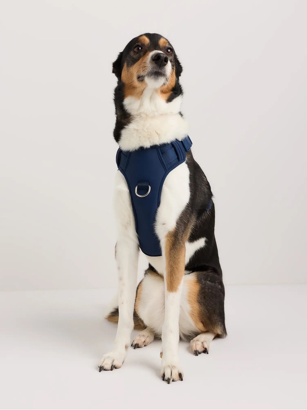 NWOT QUINCE Neoprene Double Panel Dog Harness XS Navy 8269